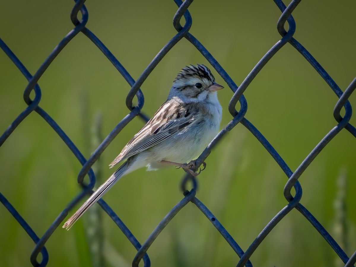 Clay-colored Sparrow - ML620415432