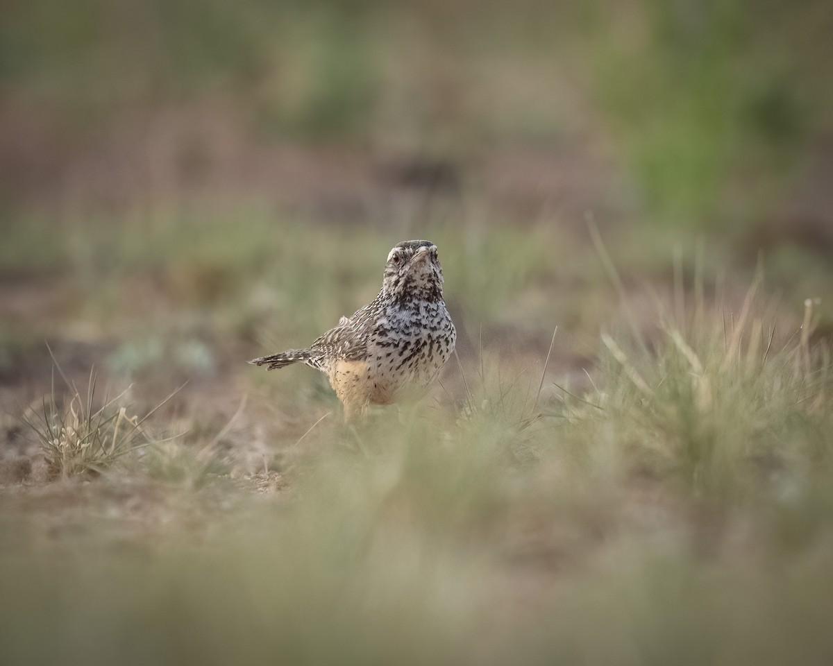 Cactus Wren - ML620415438