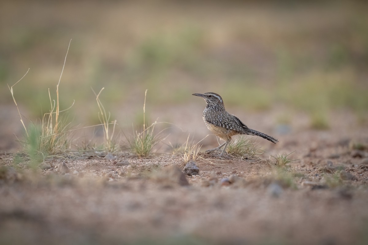 Cactus Wren - ML620415439