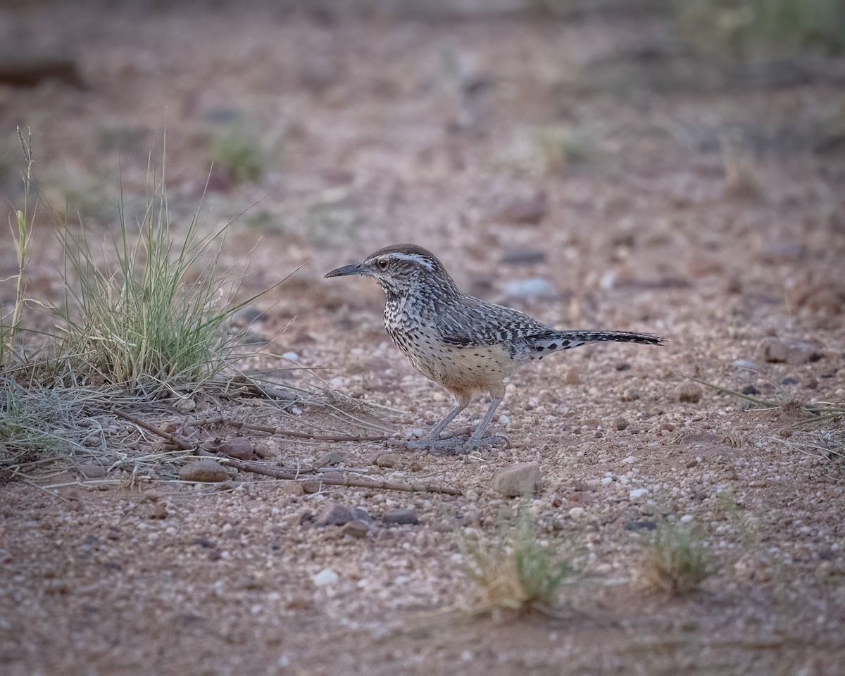 Cactus Wren - ML620415440