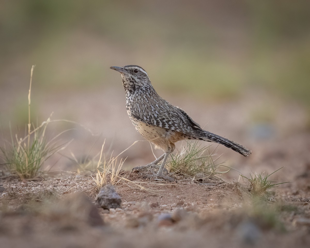 Cactus Wren - ML620415442