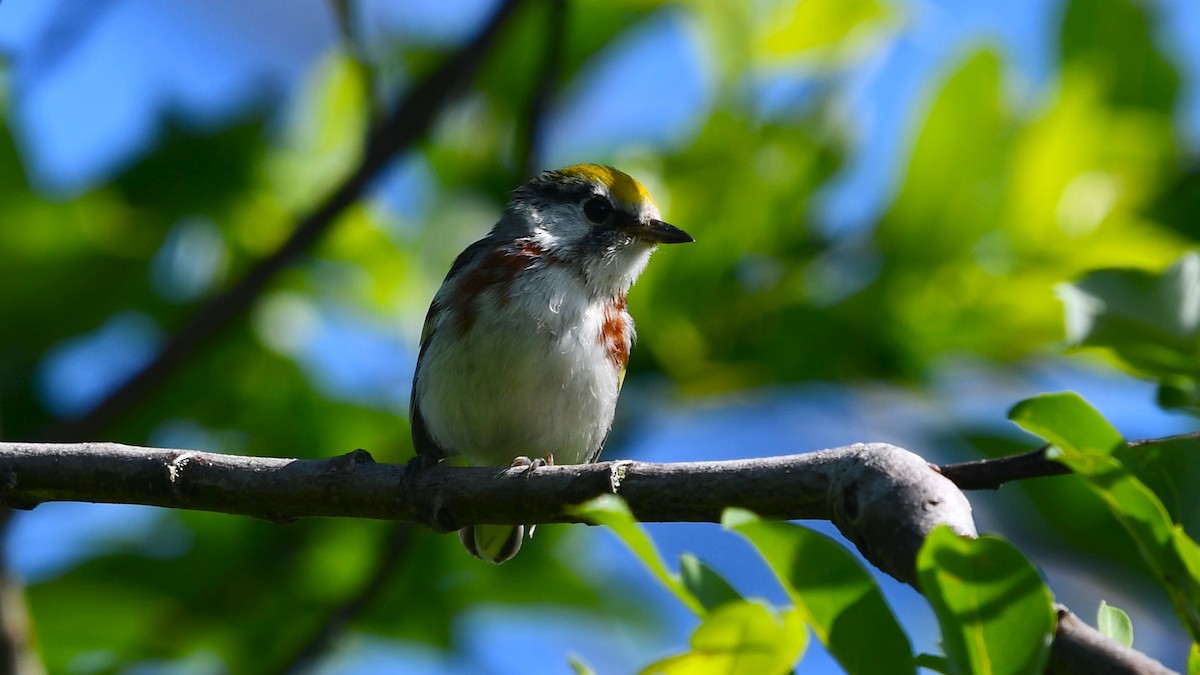 Chestnut-sided Warbler - ML620415456