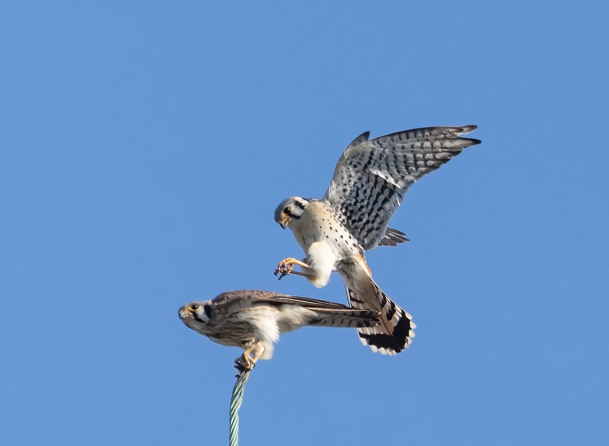 American Kestrel - ML620415465