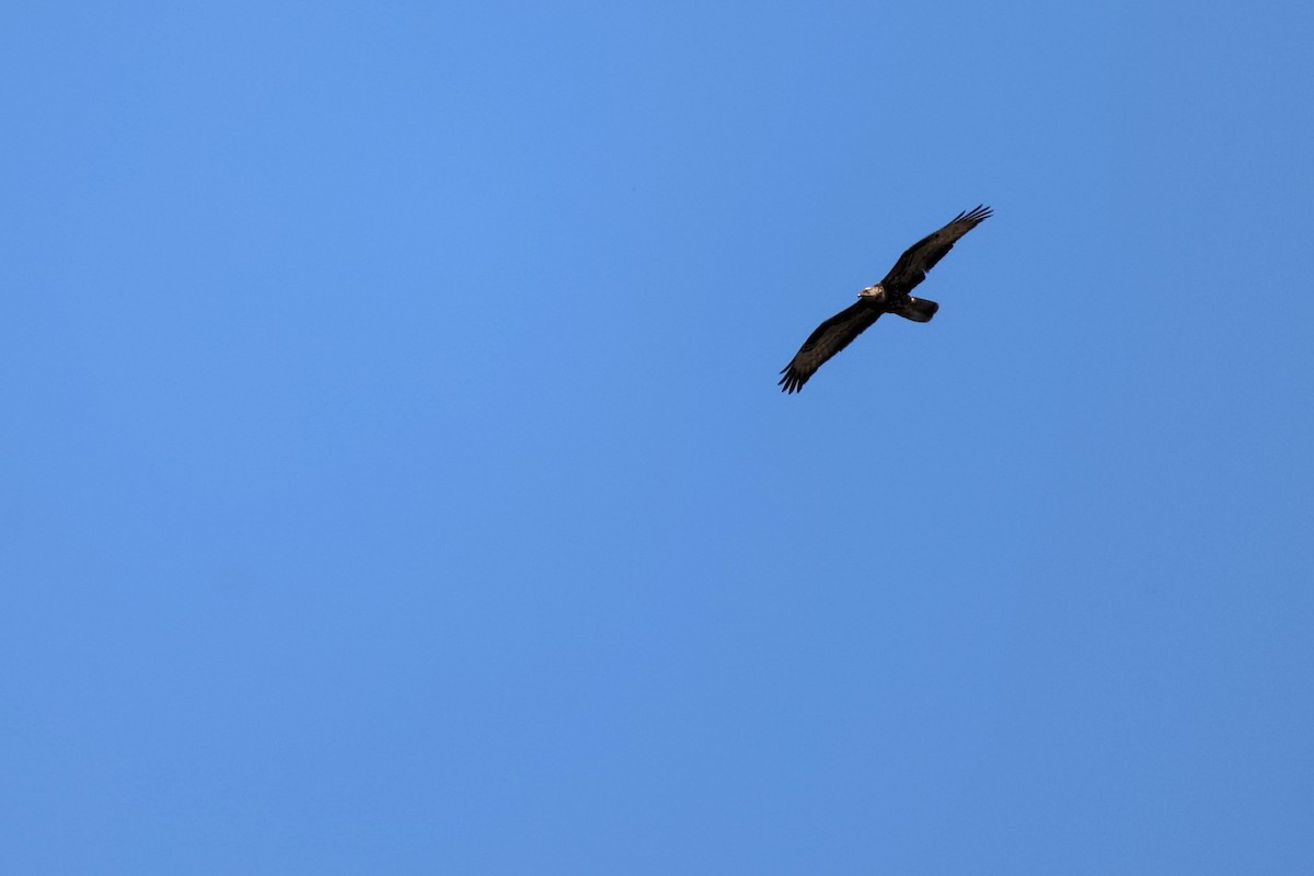 European Honey-buzzard - ML620415477