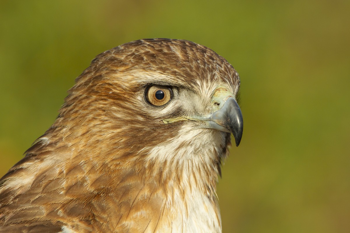 Red-tailed Hawk - ML620415486