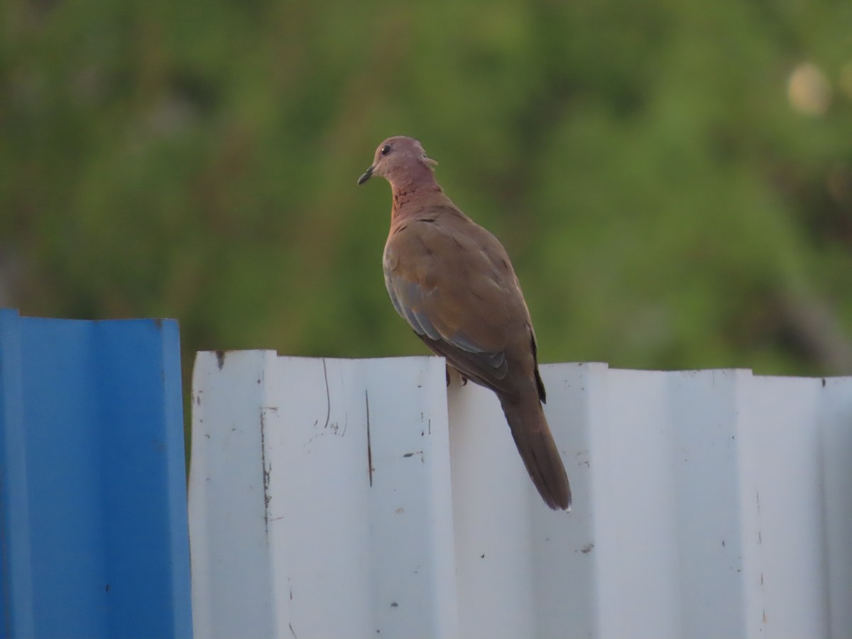 Laughing Dove - ML620415487