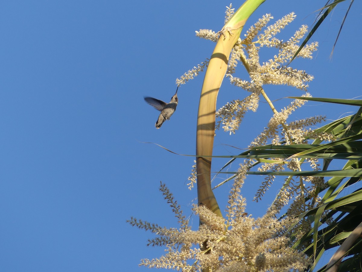 Anna's Hummingbird - ML620415490