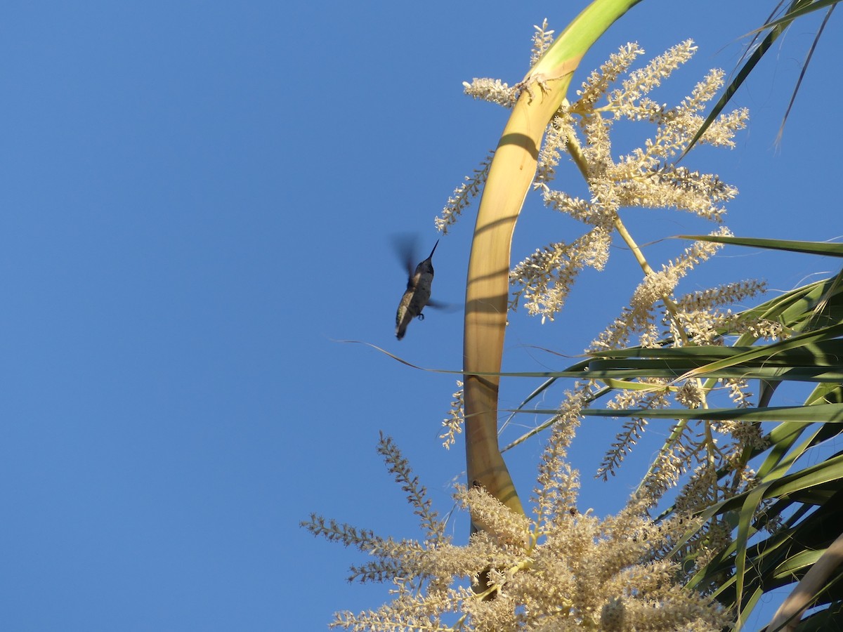 Anna's Hummingbird - ML620415491