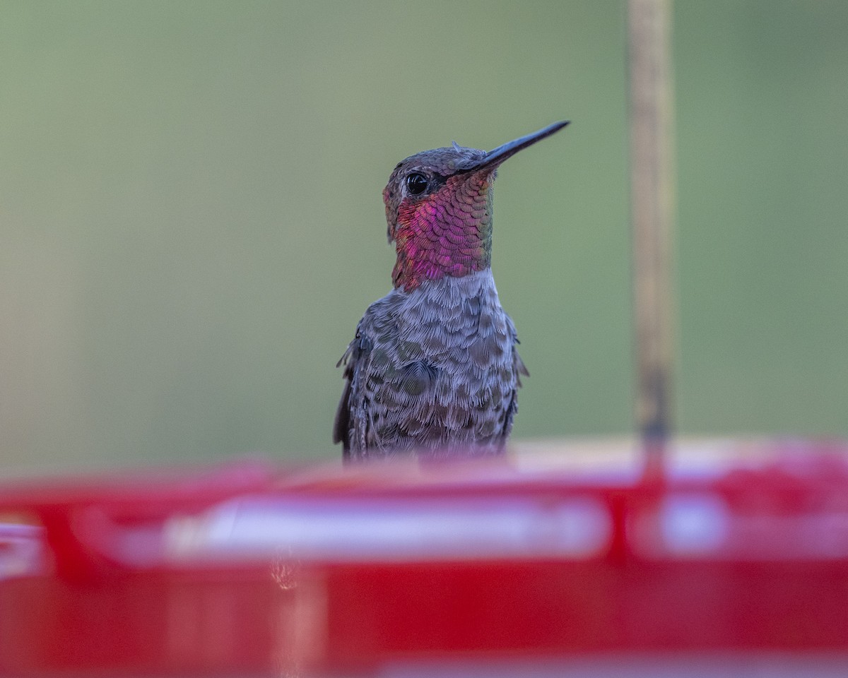Anna's Hummingbird - ML620415501