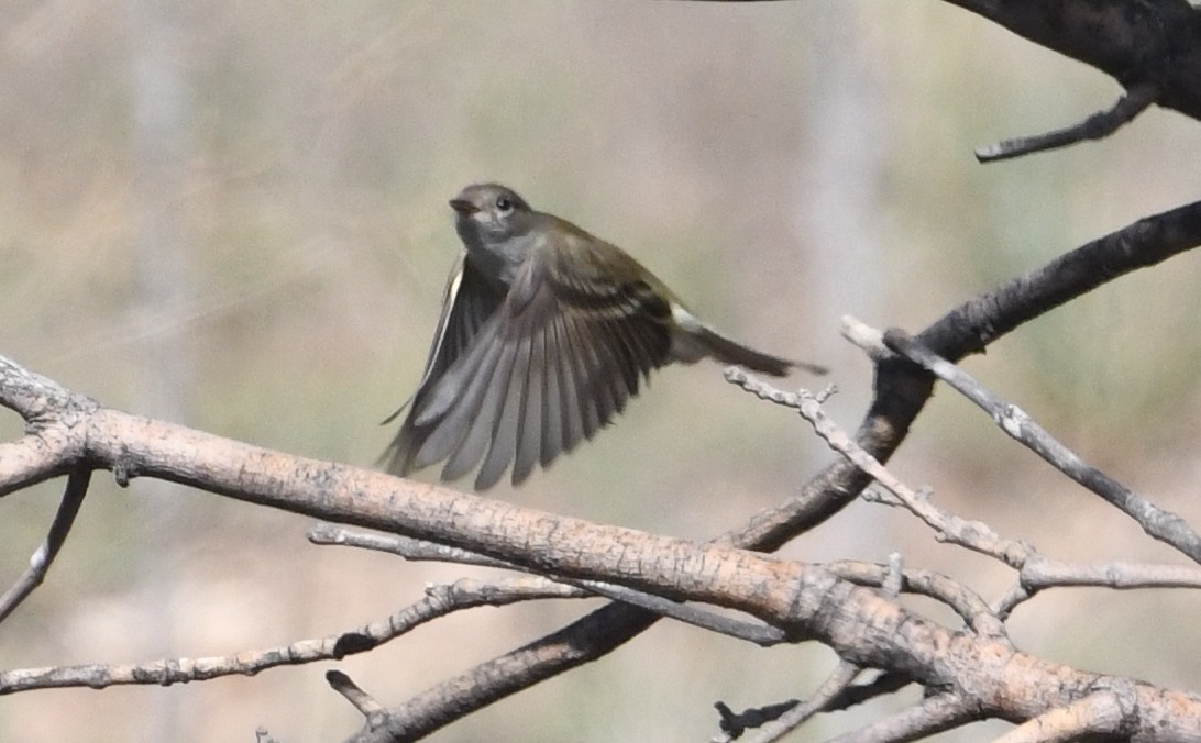 Alder/Willow Flycatcher (Traill's Flycatcher) - ML620415505