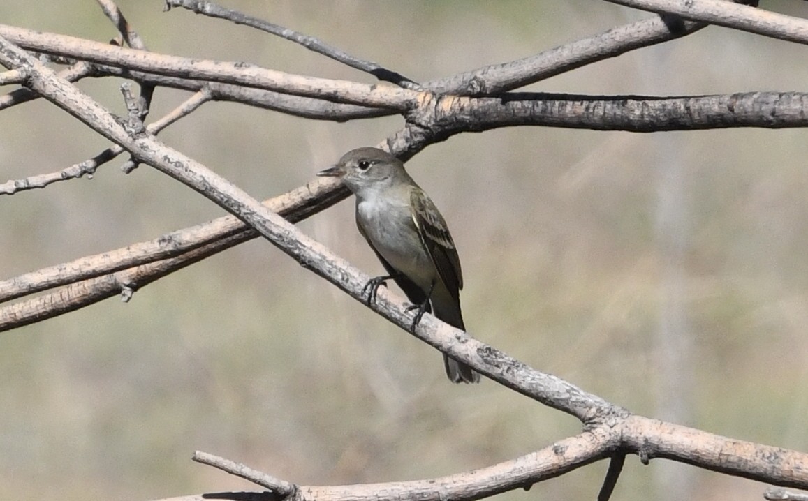 Alder/Willow Flycatcher (Traill's Flycatcher) - ML620415510