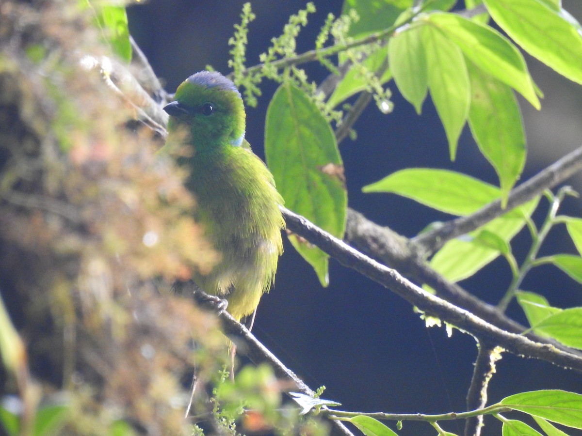 Golden-browed Chlorophonia - ML620415512