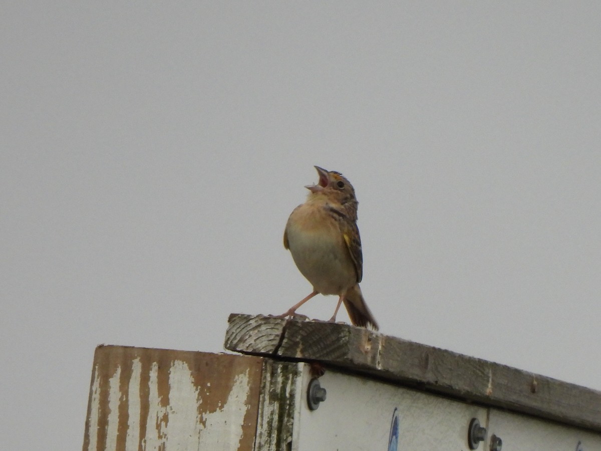 Grasshopper Sparrow - ML620415518