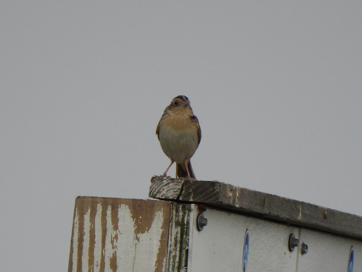 Grasshopper Sparrow - ML620415519