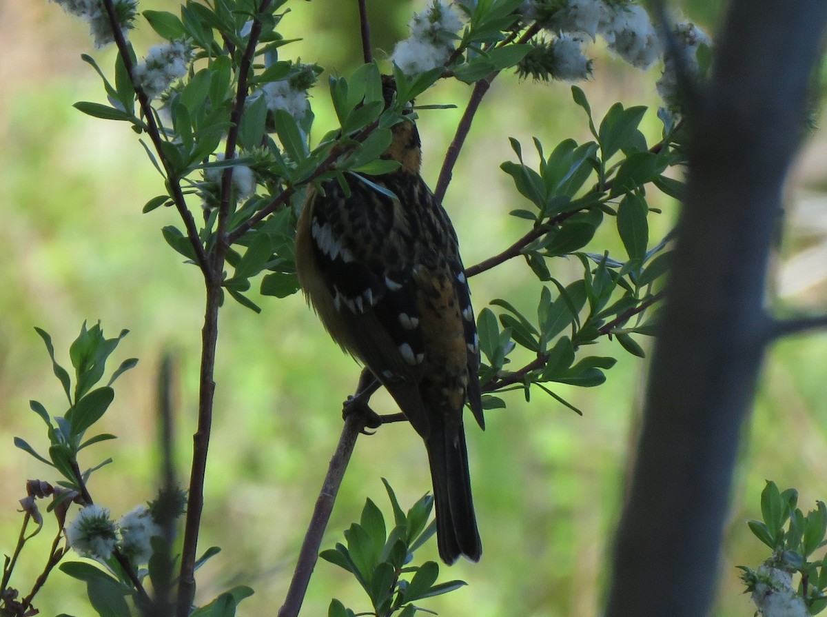 Black-headed Grosbeak - ML620415535