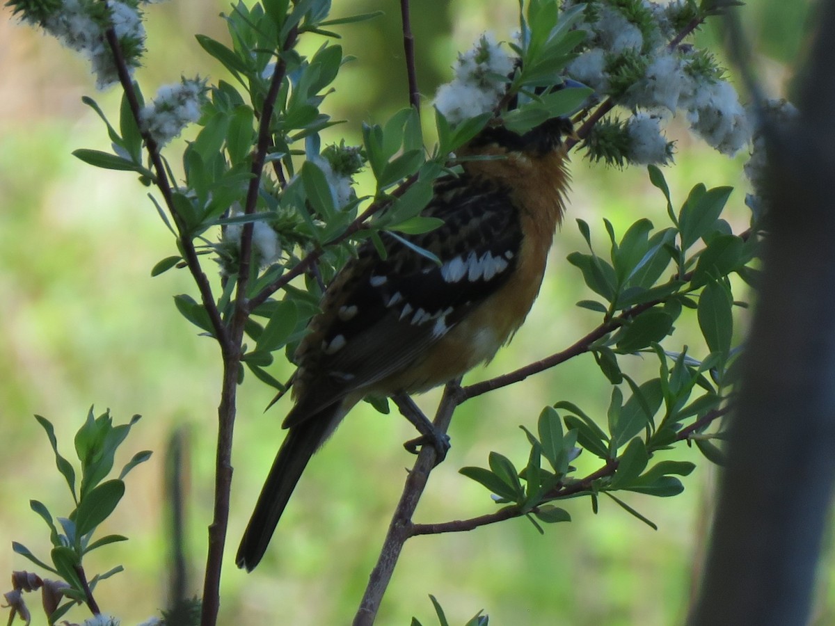 Black-headed Grosbeak - ML620415537