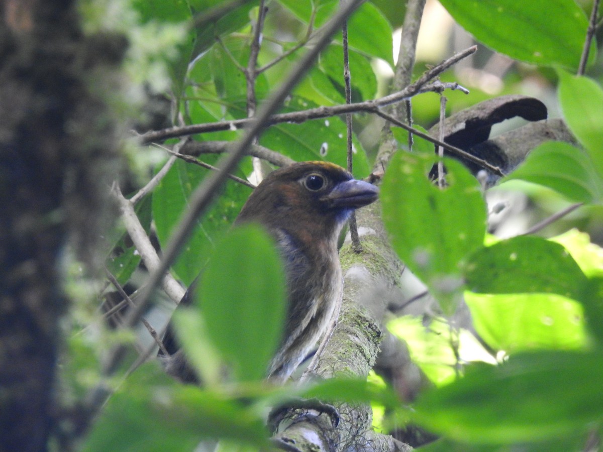 Prong-billed Barbet - ML620415544