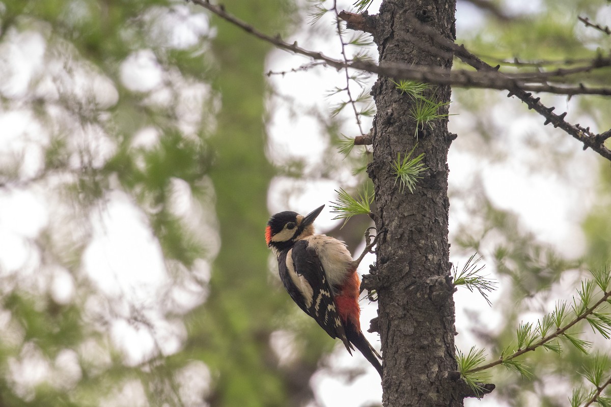 Great Spotted Woodpecker - ML620415571