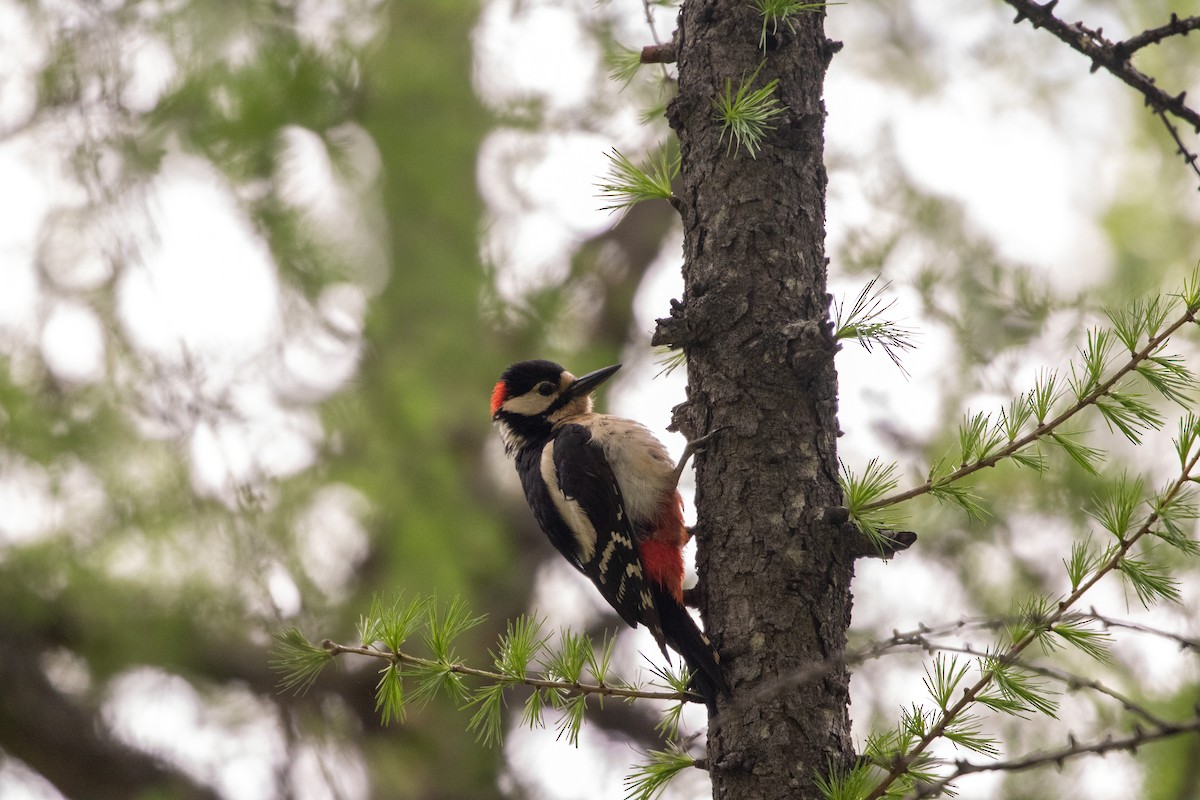 Great Spotted Woodpecker - ML620415572