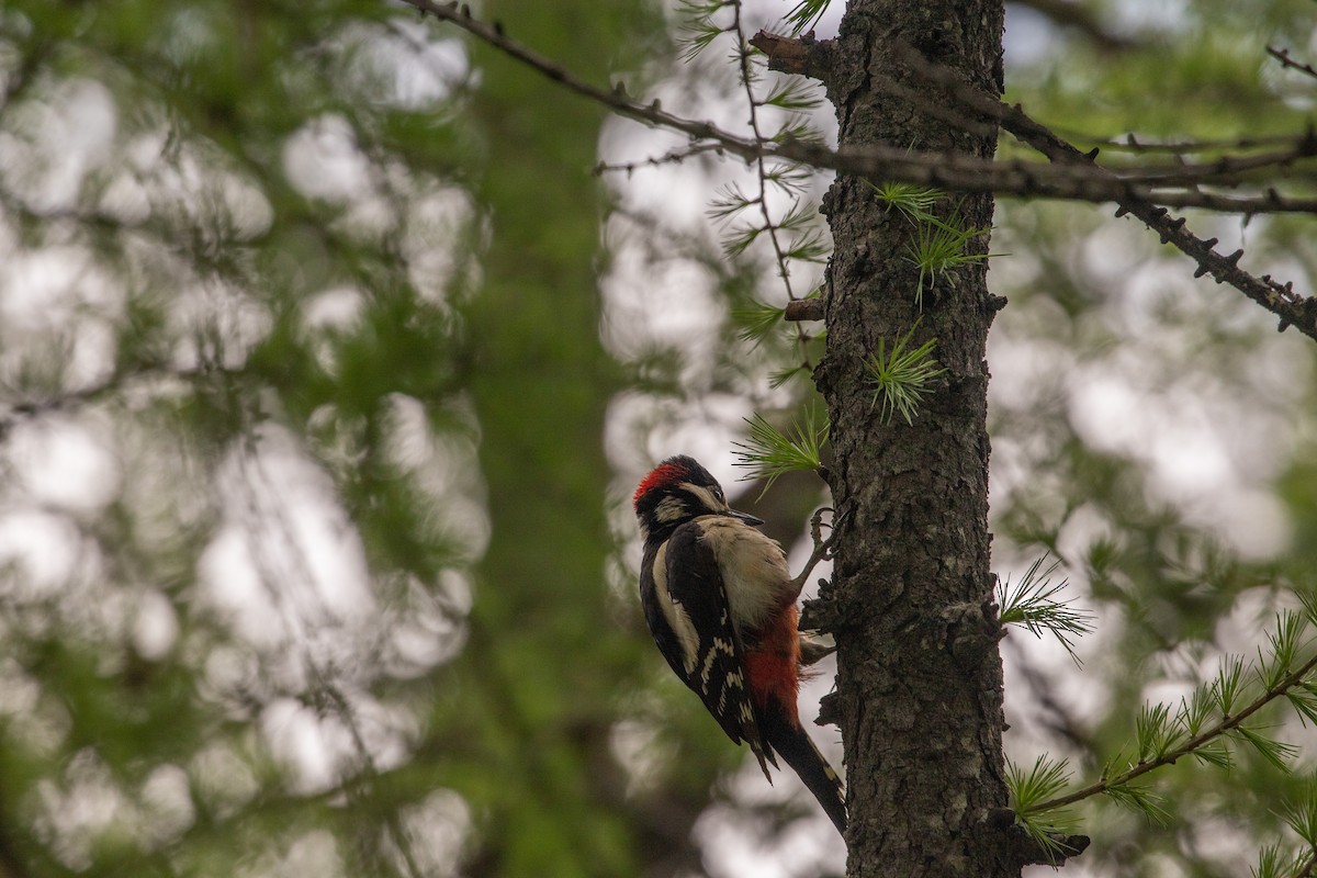 Great Spotted Woodpecker - ML620415573