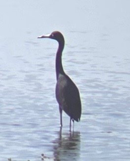 Little Blue Heron - ML620415574