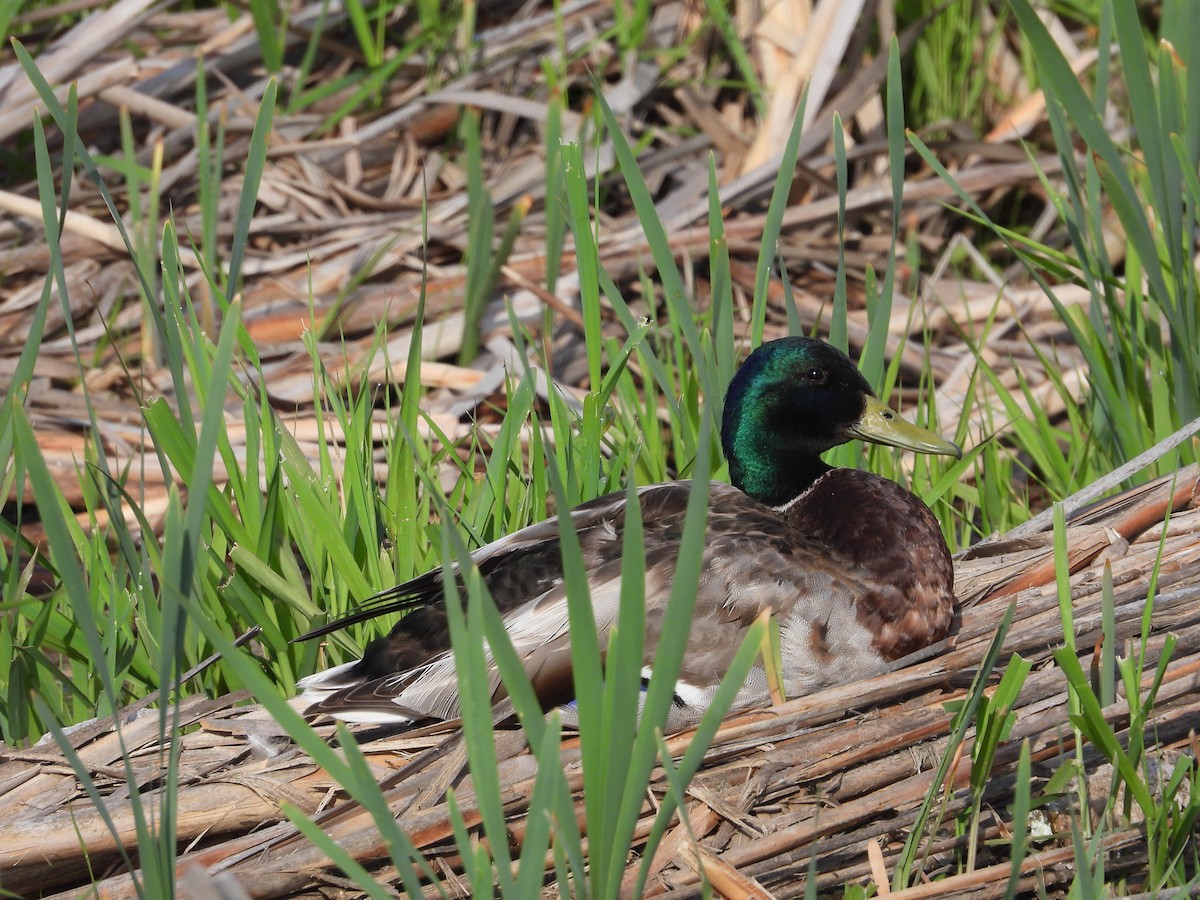 Canard colvert - ML620415593