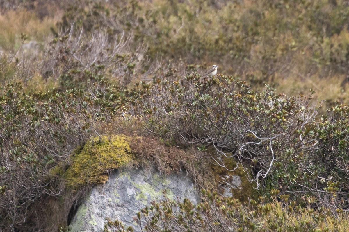 Whinchat - Philipp Boersch-Supan