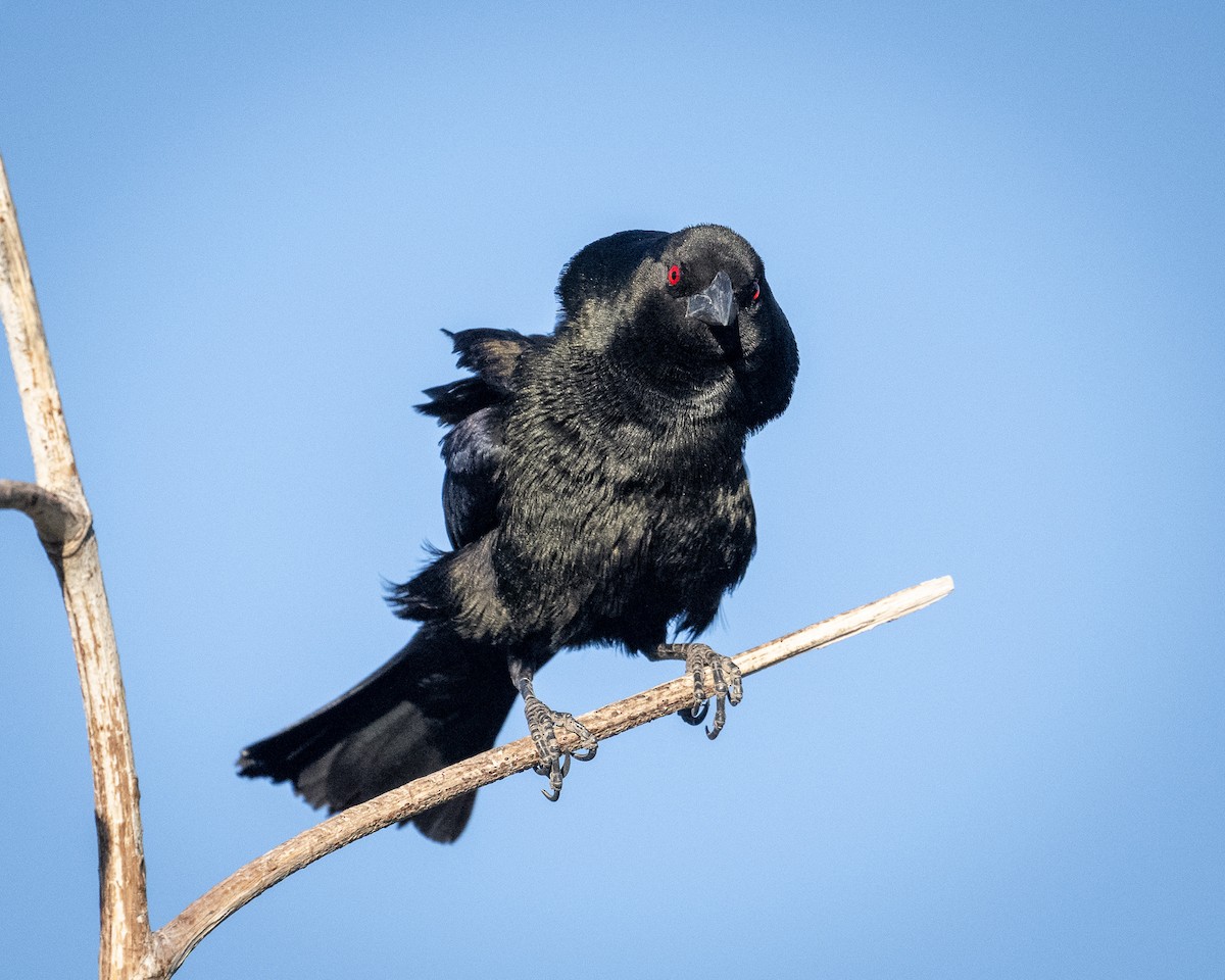 Bronzed Cowbird - ML620415597