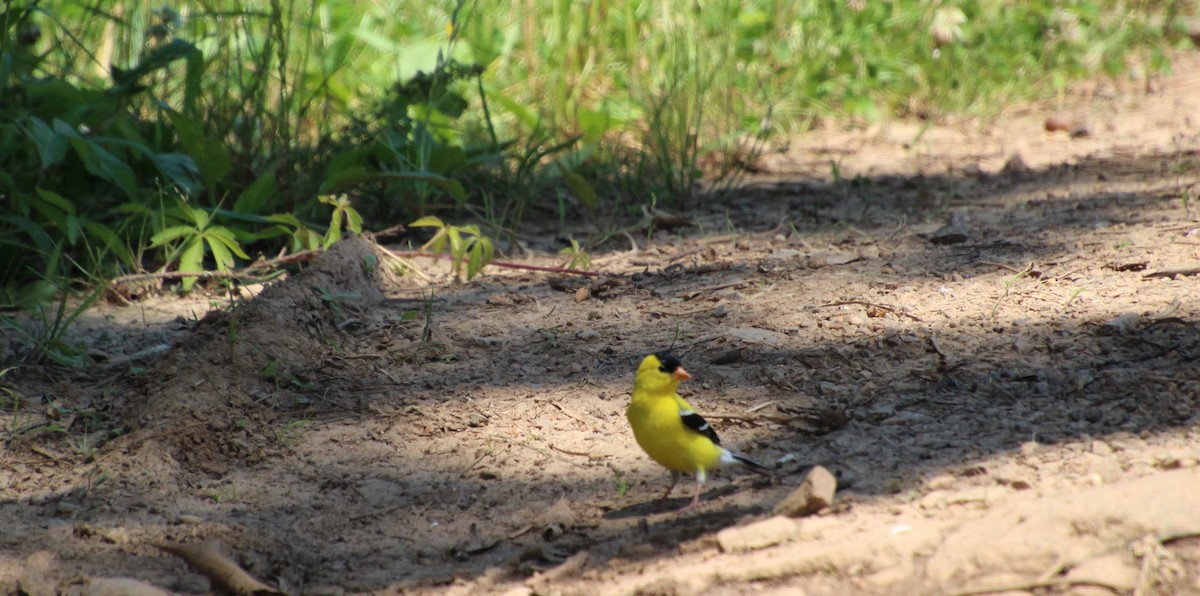 American Goldfinch - ML620415609