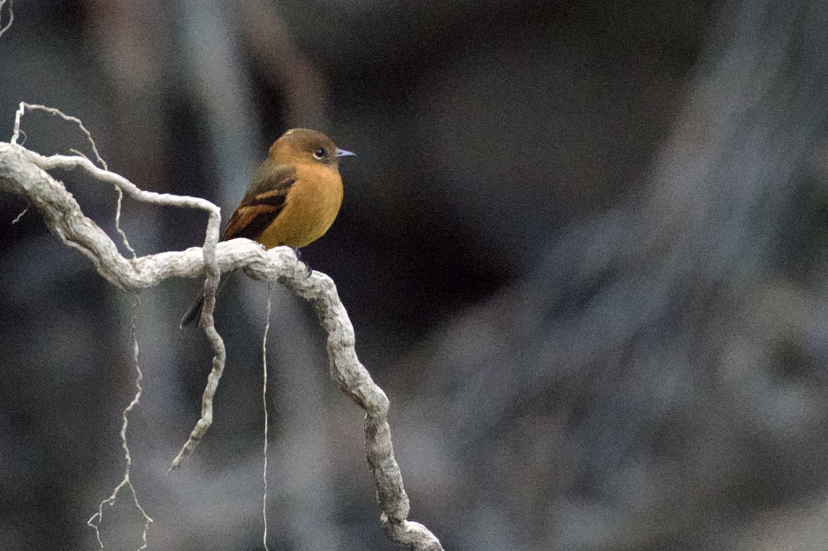 Cinnamon Flycatcher - ML620415619