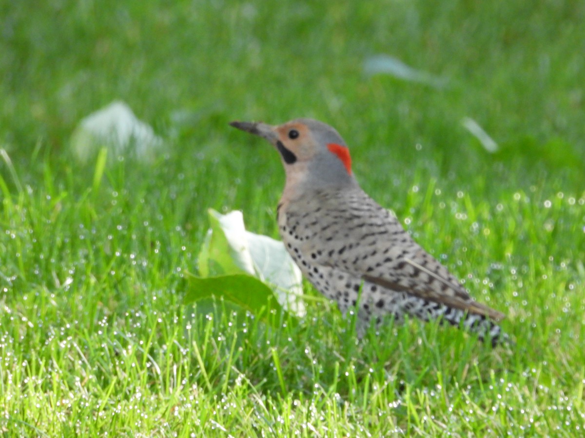 Northern Flicker - ML620415621