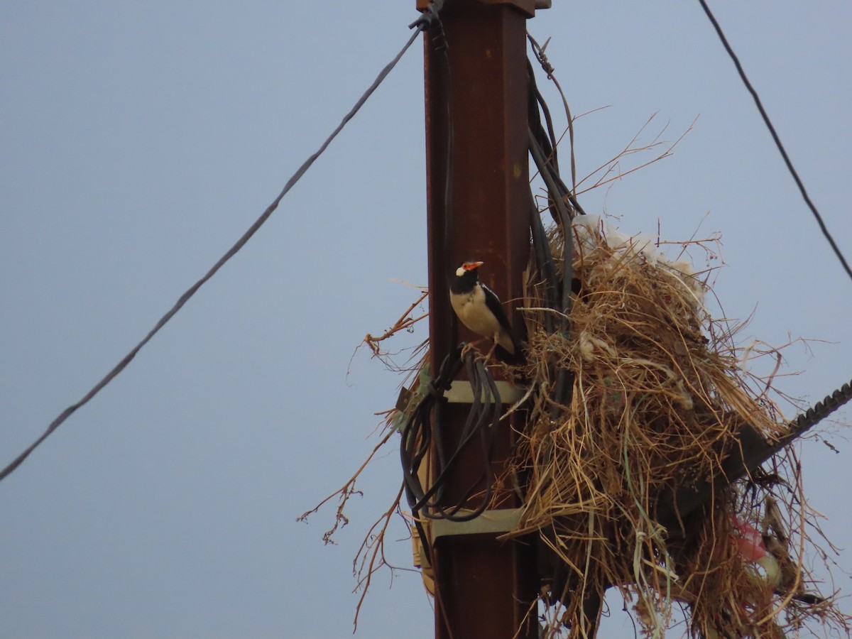 Indian Pied Starling - ML620415624