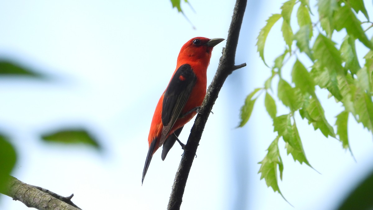 Scarlet Tanager - ML620415625