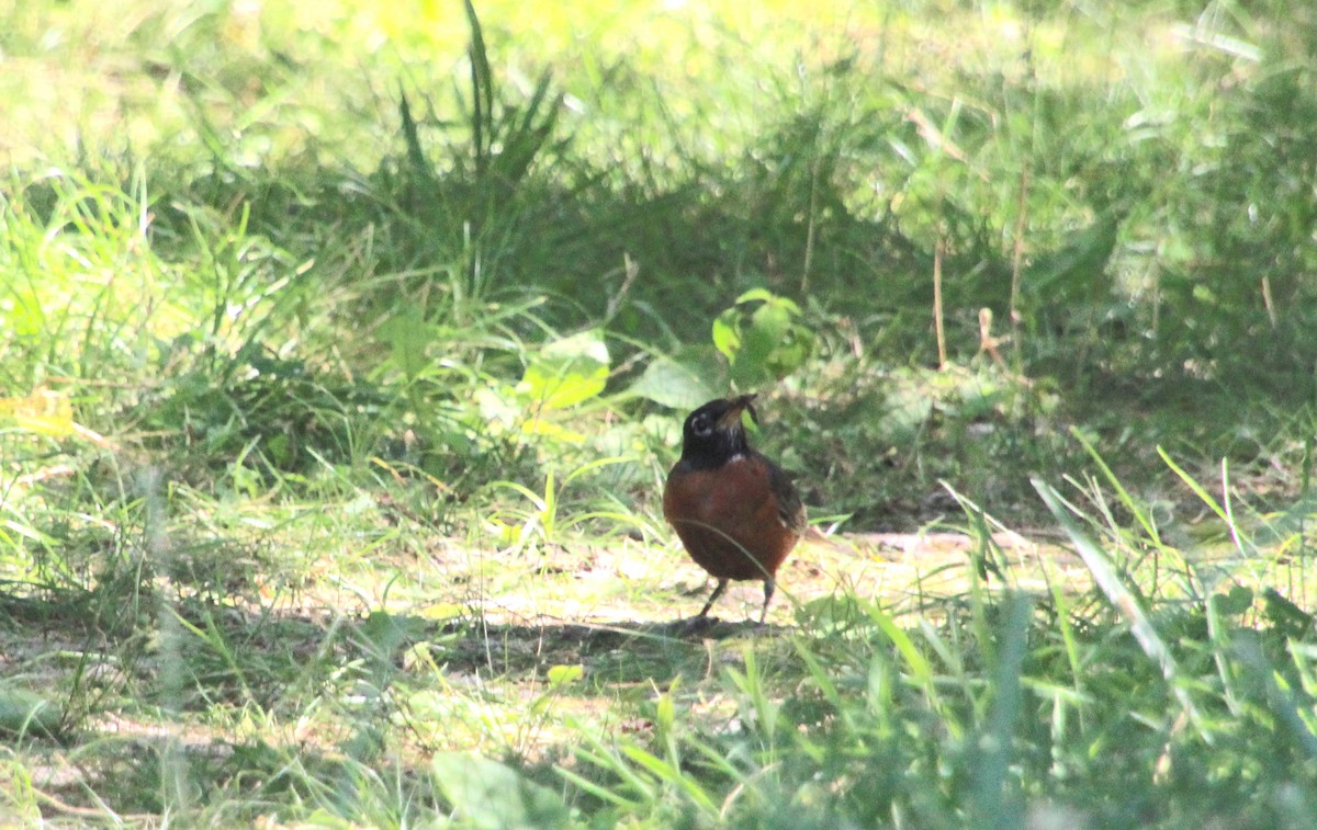 American Robin - ML620415626