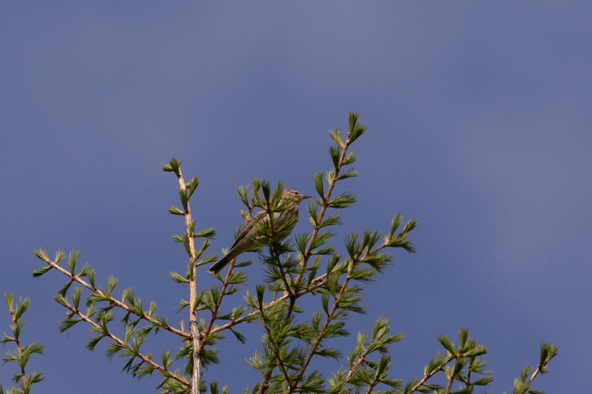 Tree Pipit - ML620415628