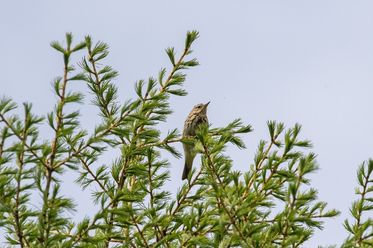 Tree Pipit - ML620415629