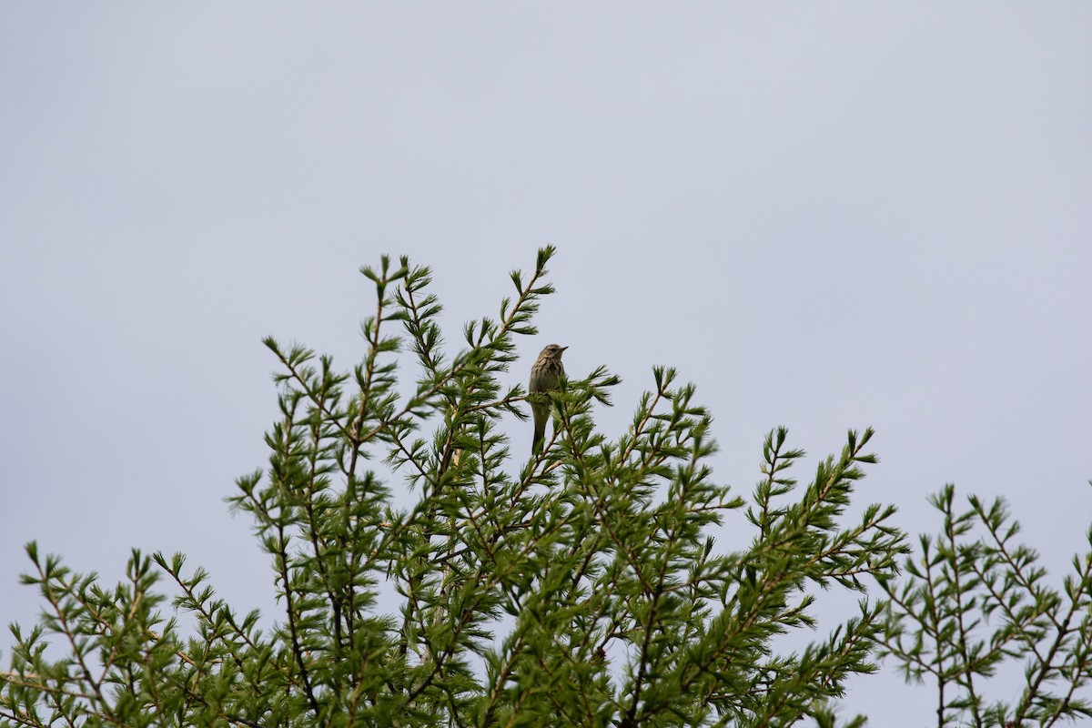 Tree Pipit - ML620415632