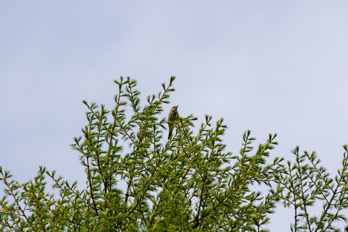 Tree Pipit - ML620415633