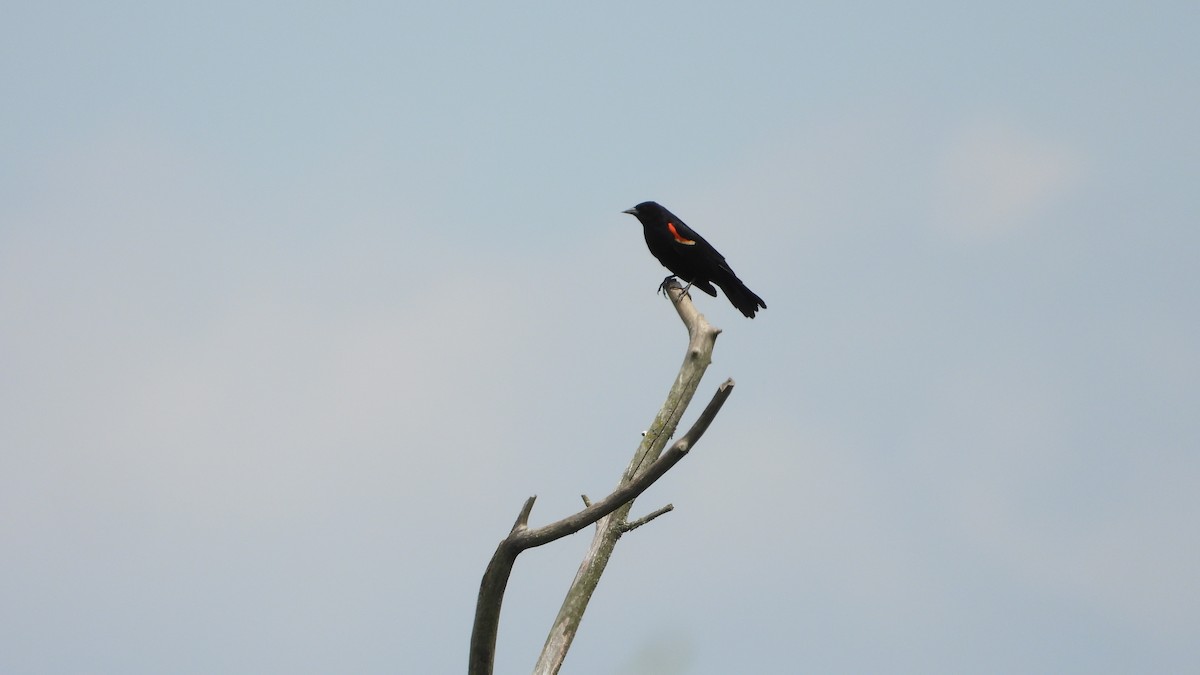Red-winged Blackbird - ML620415640