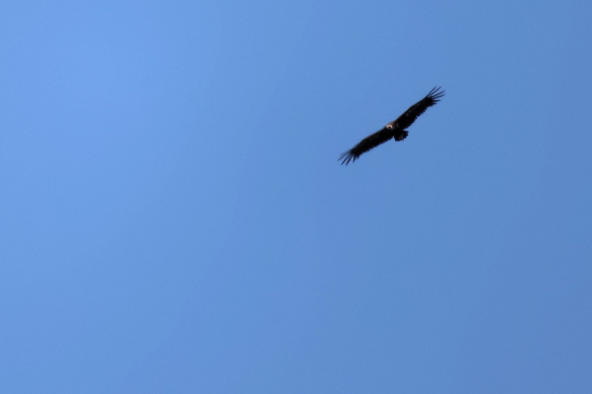 Cinereous Vulture - ML620415644
