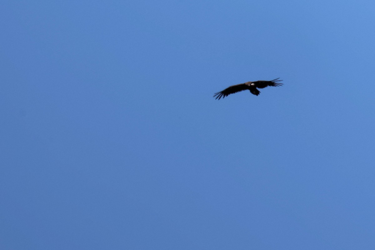 Cinereous Vulture - ML620415649