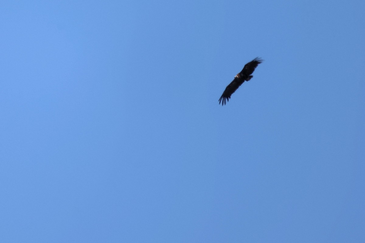 Cinereous Vulture - ML620415650