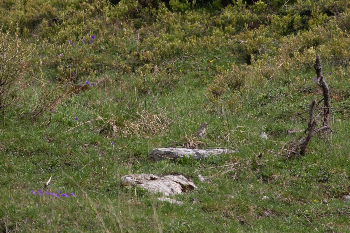 Mistle Thrush - ML620415656