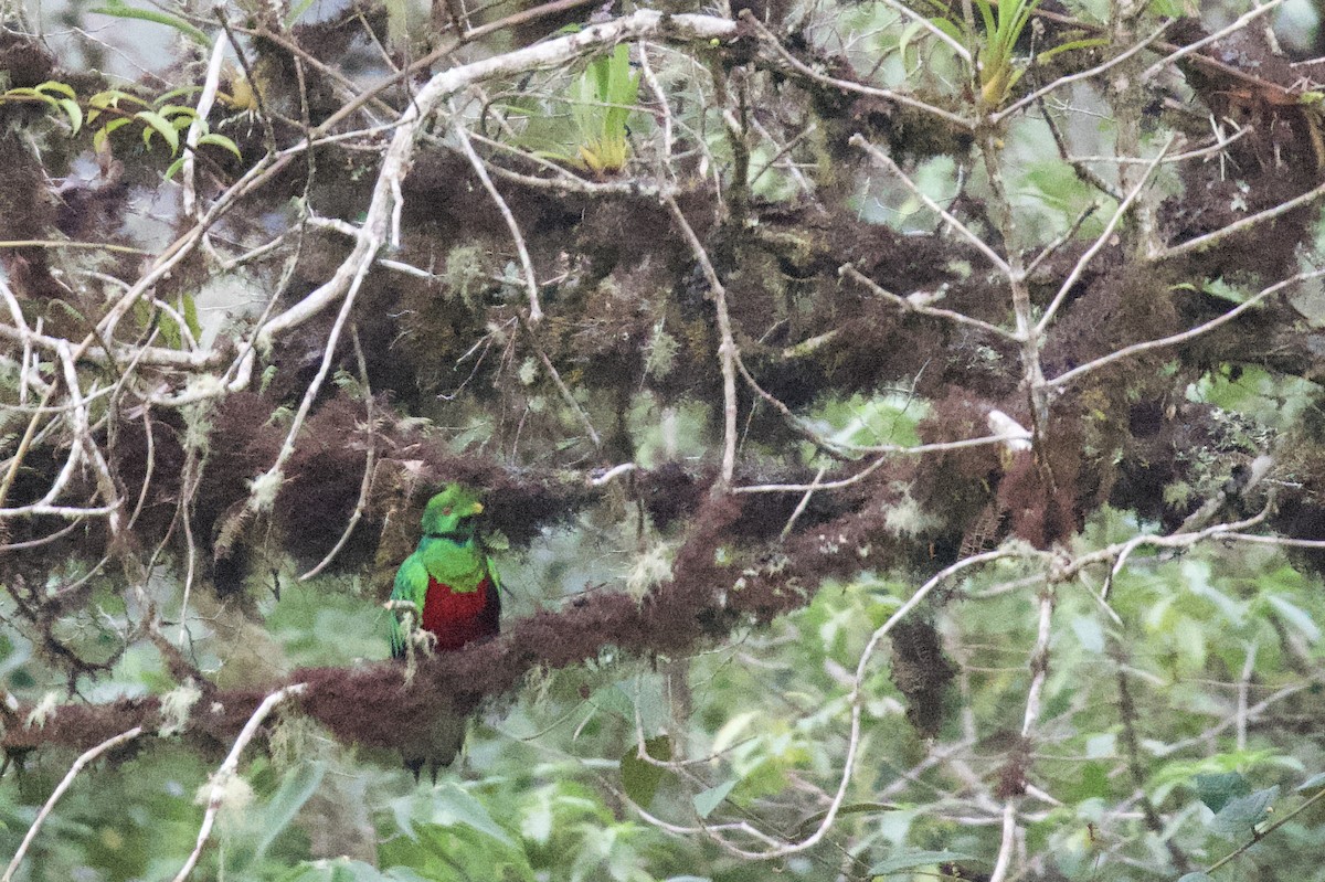 Crested Quetzal - ML620415658