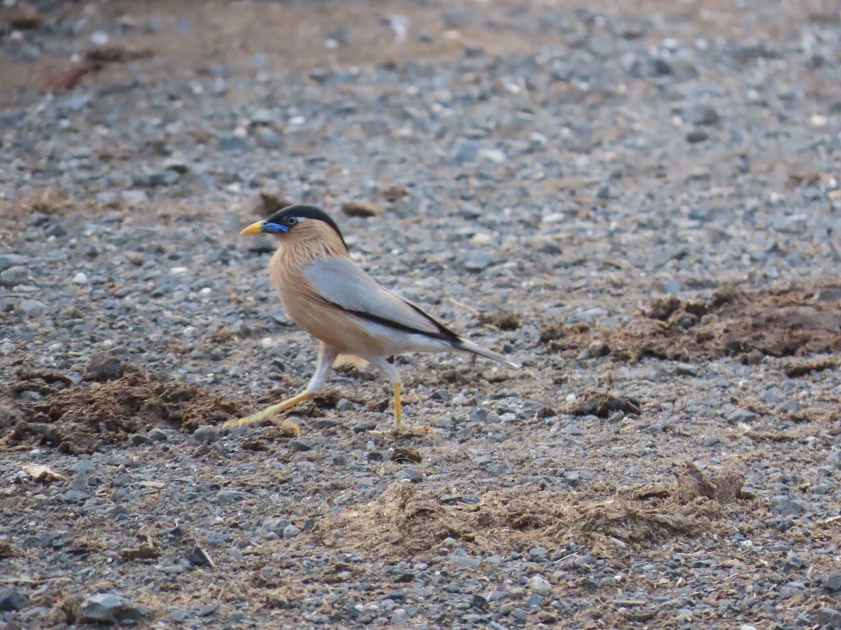 Brahminy Starling - ML620415660