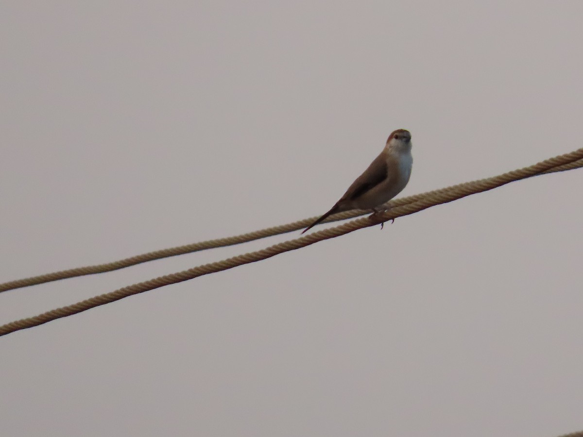 Indian Silverbill - ML620415666