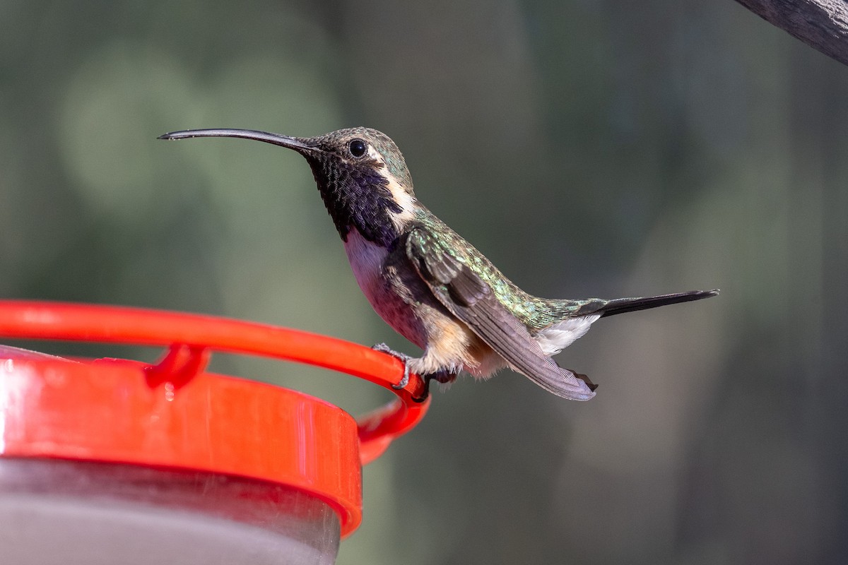 Lucifer Hummingbird - Graham Deese