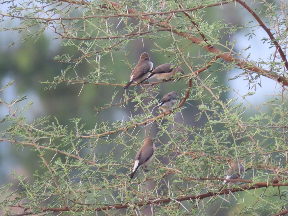 Indian Silverbill - ML620415668