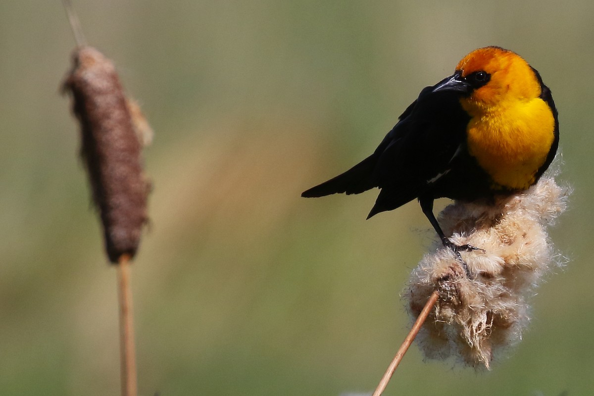 Yellow-headed Blackbird - ML620415673