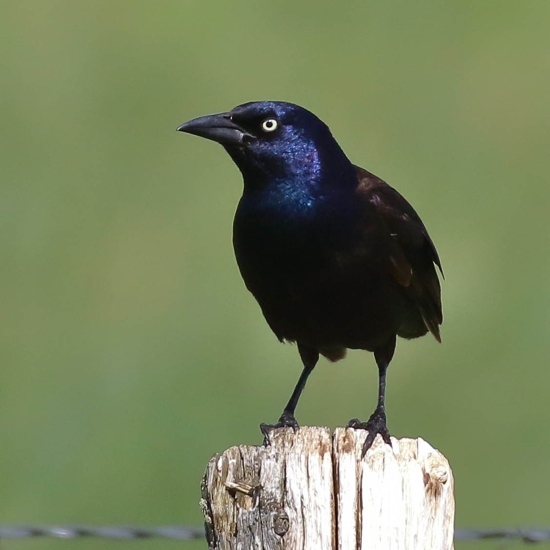 Common Grackle - Douglas Faulder